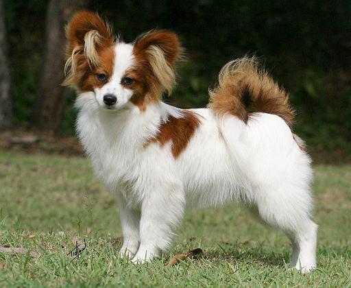 Papillon 9Y390D-010.JPG